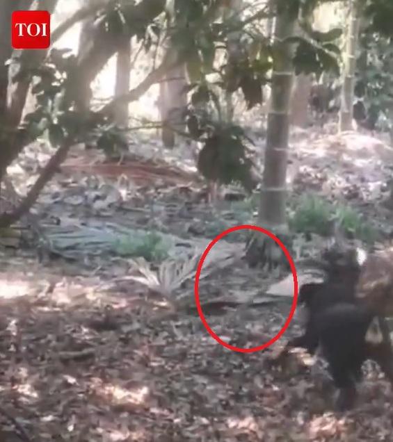 眼鏡蛇撲上前攻擊鬥牛犬。(互聯網)