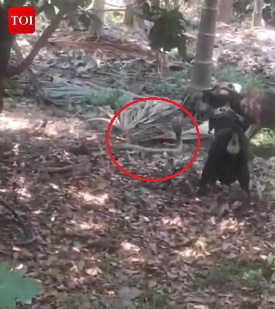 兩犬受襲,暫時退守,看準機會反攻。(互聯網)