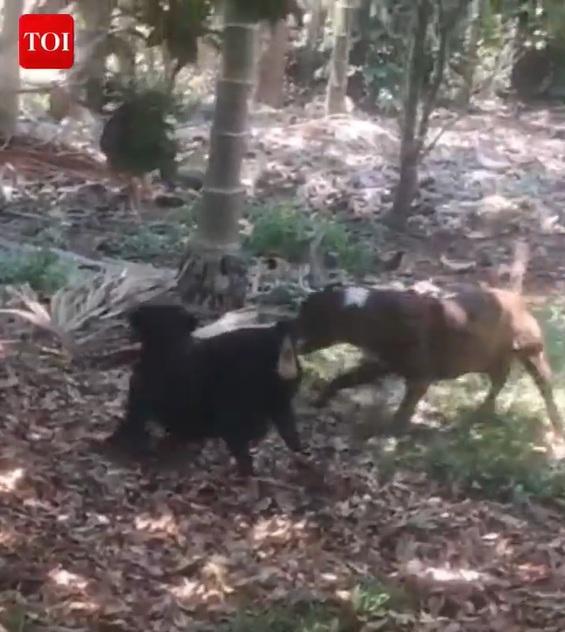 兩犬看準機會攻擊眼鏡蛇。(互聯網)