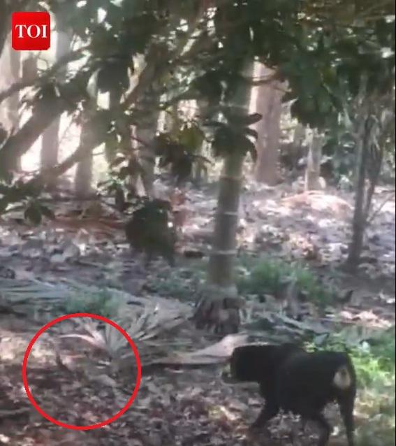 鬥牛犬退後,眼鏡蛇追上前。(互聯網)