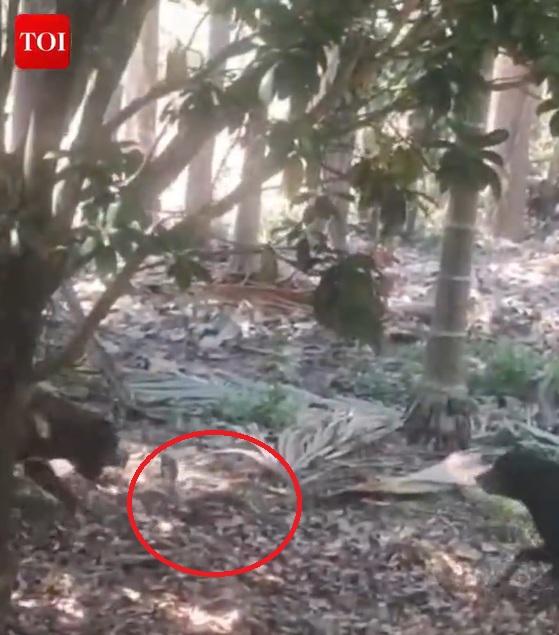 鬥牛犬狂吠眼鏡蛇。(互聯網)