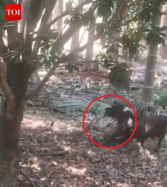 鬥牛犬咬著眼鏡蛇。(互聯網)