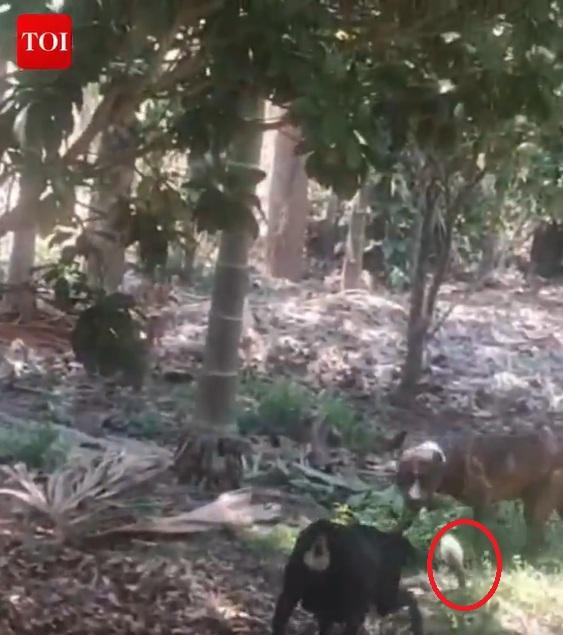 兩犬伺機攻擊。(互聯網)