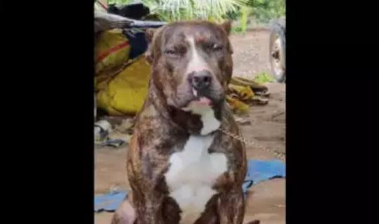 拼命護主的鬥牛犬Bheema。(互聯網)