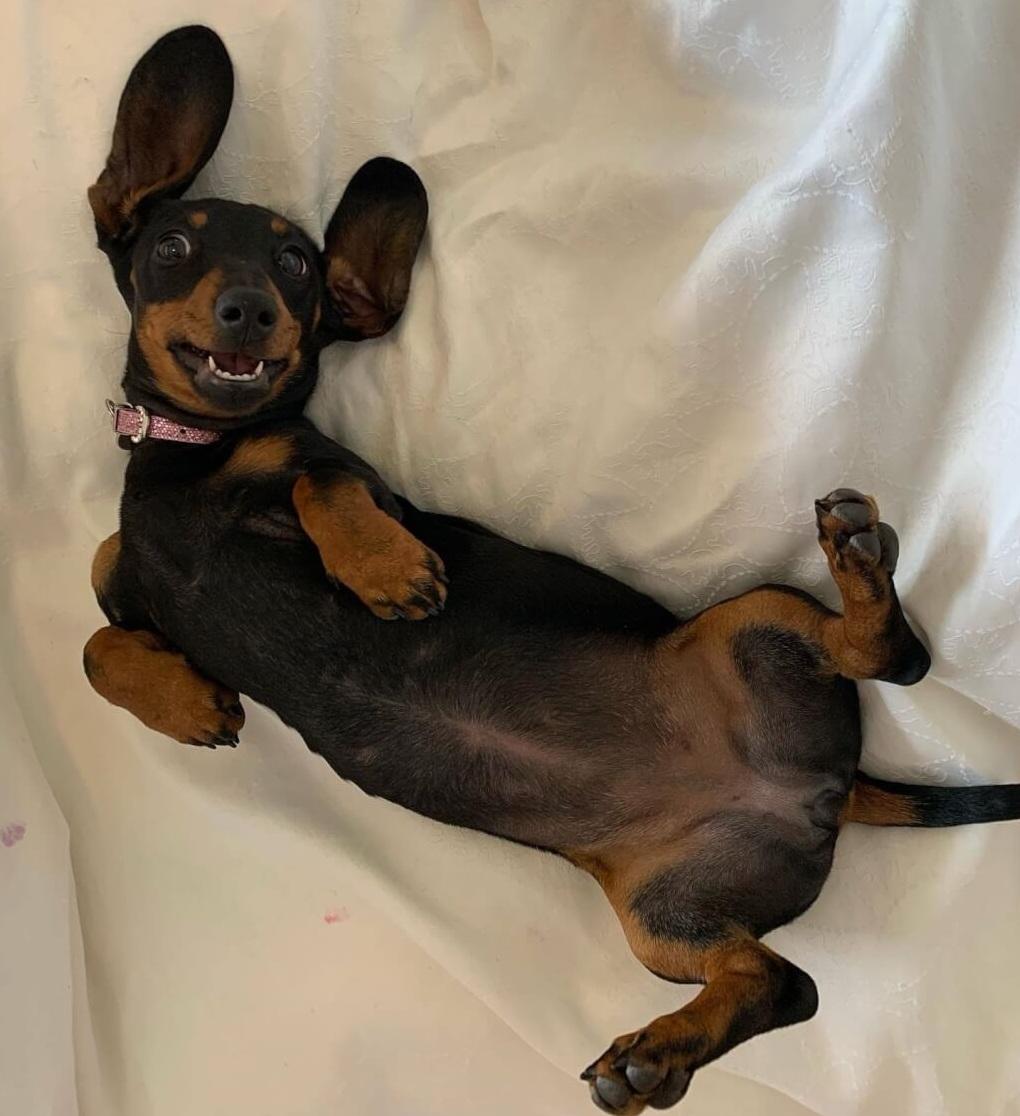 失蹤529天後奇蹟尋回的小狗「瓦萊麗」,目前情況良好。(互聯網)