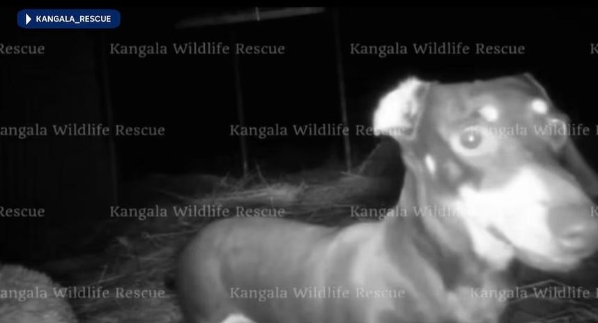 野外監控鏡頭拍到瓦萊麗的身影。(互聯網)