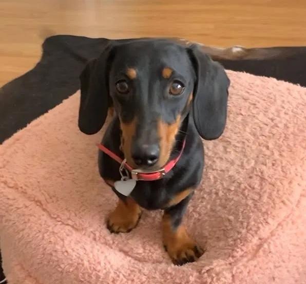 小狗瓦萊麗在野外遊歷接近一年半。(互聯網)