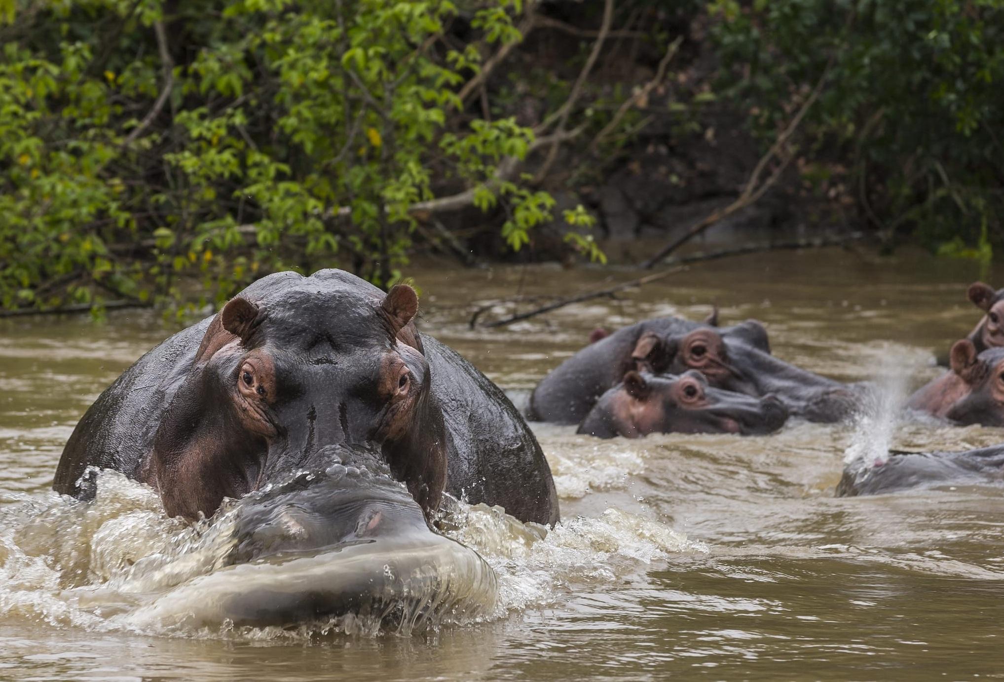 圖為棲息於剛果維龍加國家公園的河馬。(互聯網)