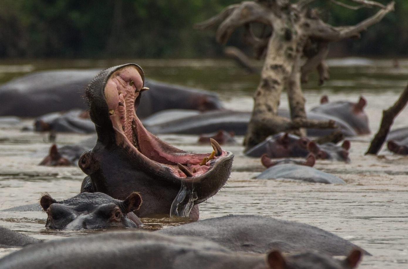 圖為棲息於剛果維龍加國家公園的河馬。(互聯網)