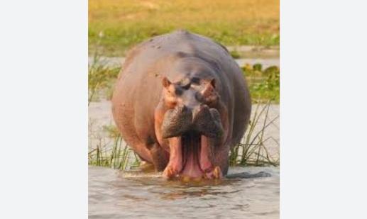 圖為棲息於剛果維龍加國家公園的河馬。(互聯網)