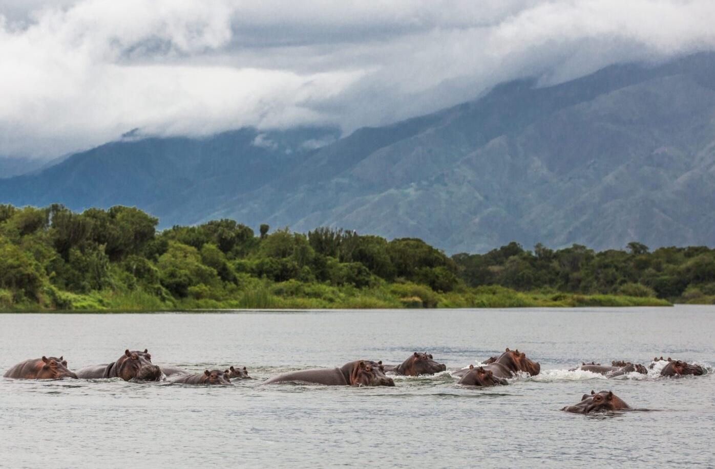 圖為棲息於剛果維龍加國家公園的河馬。(互聯網)