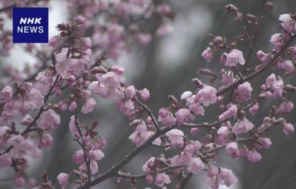 櫻花樹被白雪點綴。(互聯網)