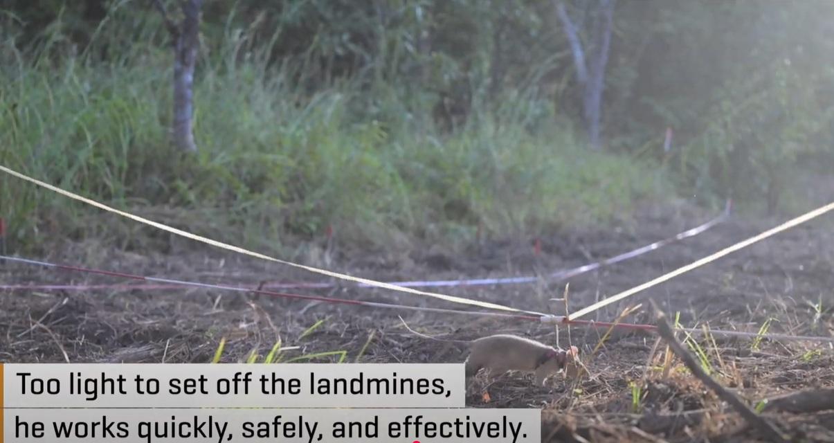 Ronin努力嗅聞地雷。(互聯網)