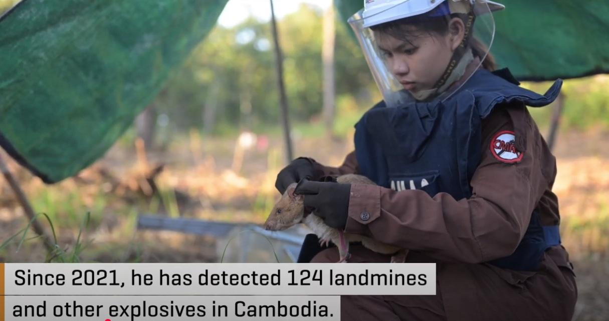 訓練員幫Ronin繫上牽引帶。(互聯網)