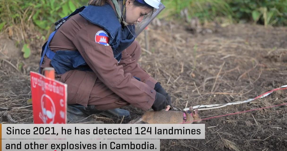 訓練員放出Ronin前去嗅聞地雷。(互聯網)