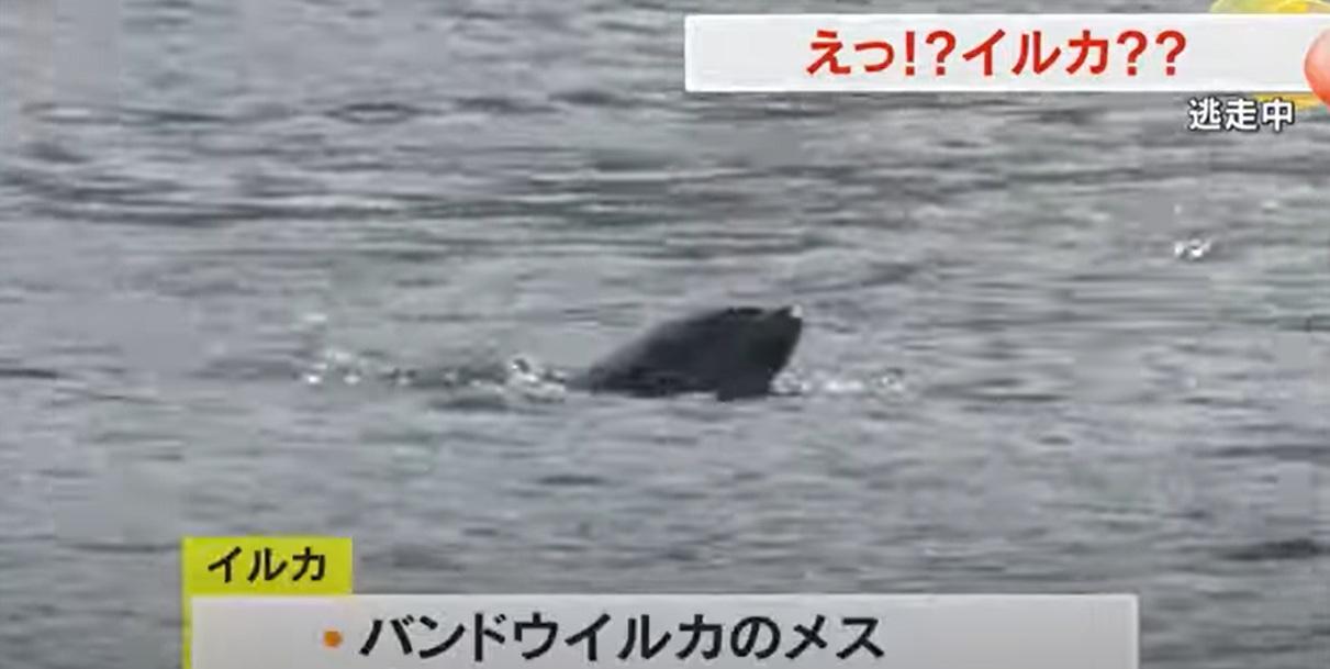 出走的海豚在香川縣土庄町沿海「暢游」。(互聯網)