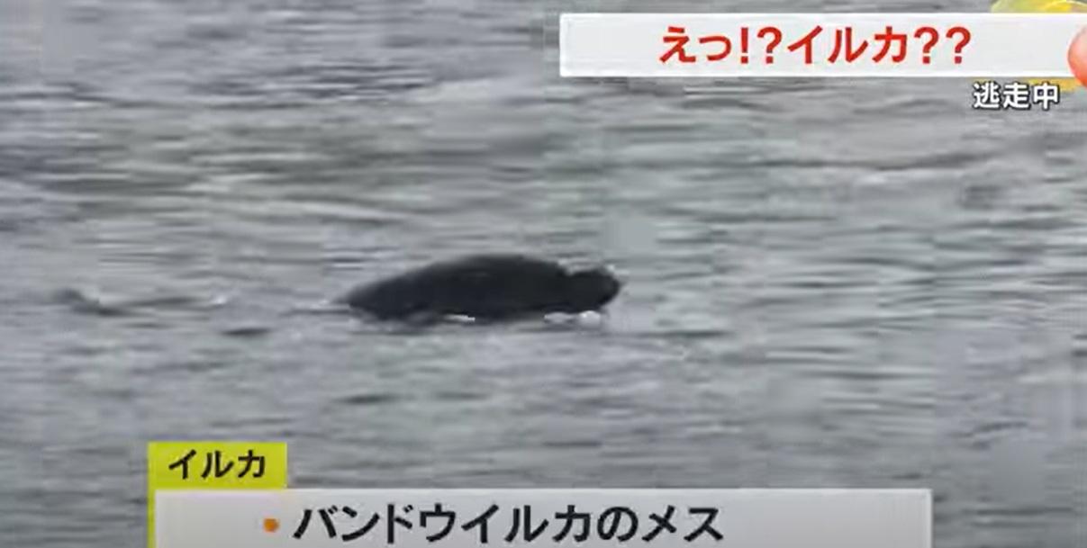 海豚游來游去,十分寫意。(互聯網)