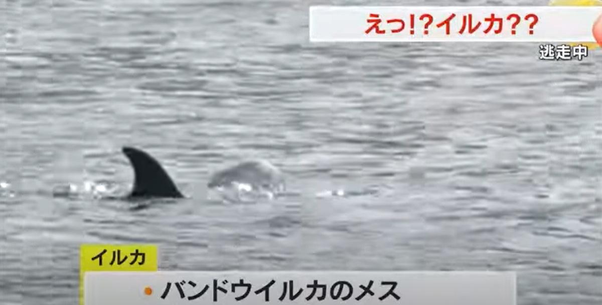 海豚游來游去,十分寫意。(互聯網)