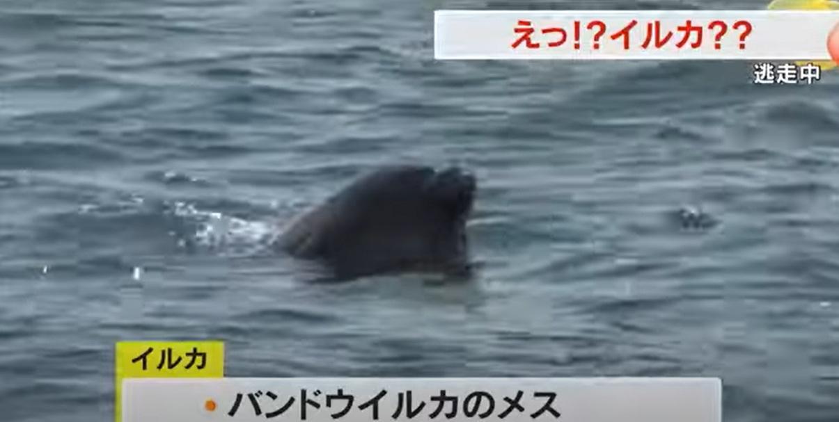 海豚在飼養設施20公里外海域被發現。(互聯網)