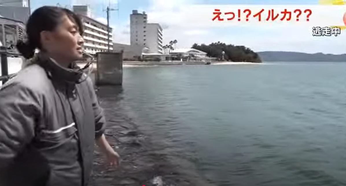 飼養設施職員向海豚投餵鮮魚。(互聯網)