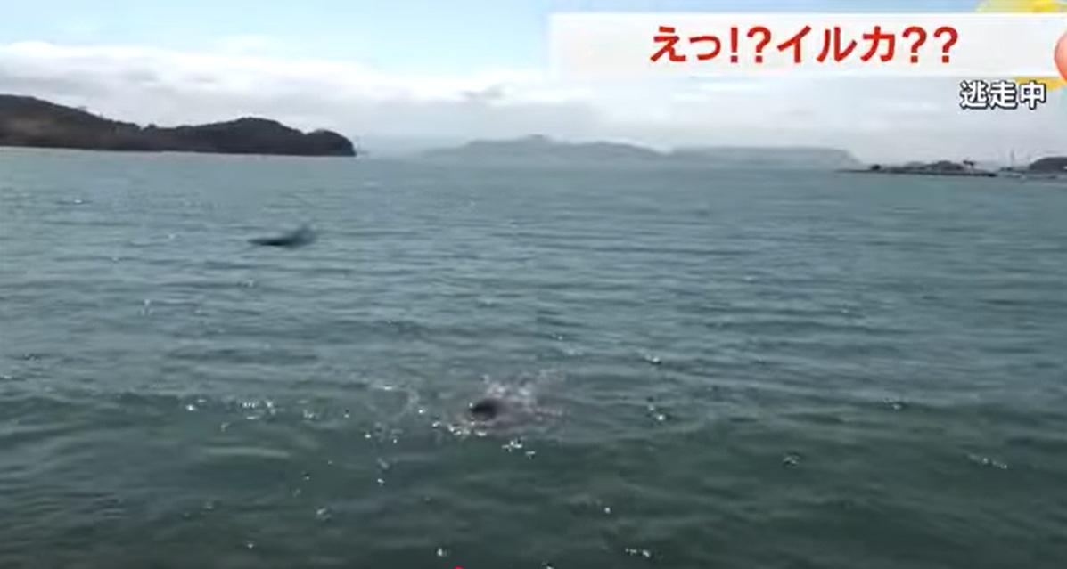 飼養設施職員向海豚投餵鮮魚。(互聯網)