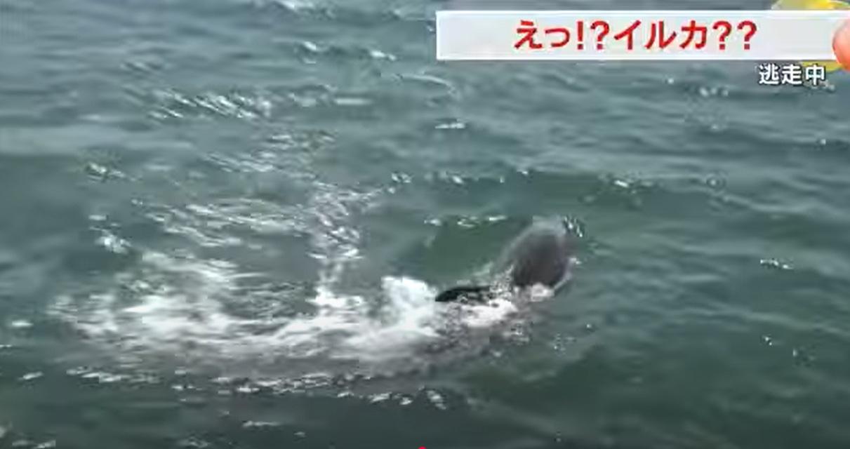 海豚捕捉鮮魚果腹。(互聯網)