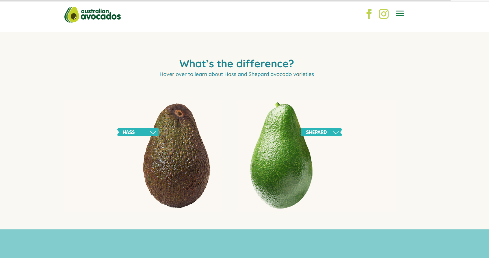 常見品種Hass呈橢圓形,成熟時會變成全褐色。Shepard牛油果形狀較修長,果皮平滑有光澤,成熟時表皮仍保持綠色。(australian avocados官網截圖)