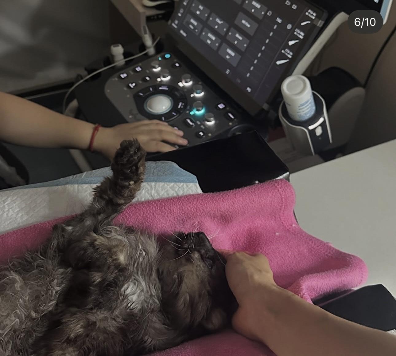 BeBe這兩天身體狀況急轉直下。