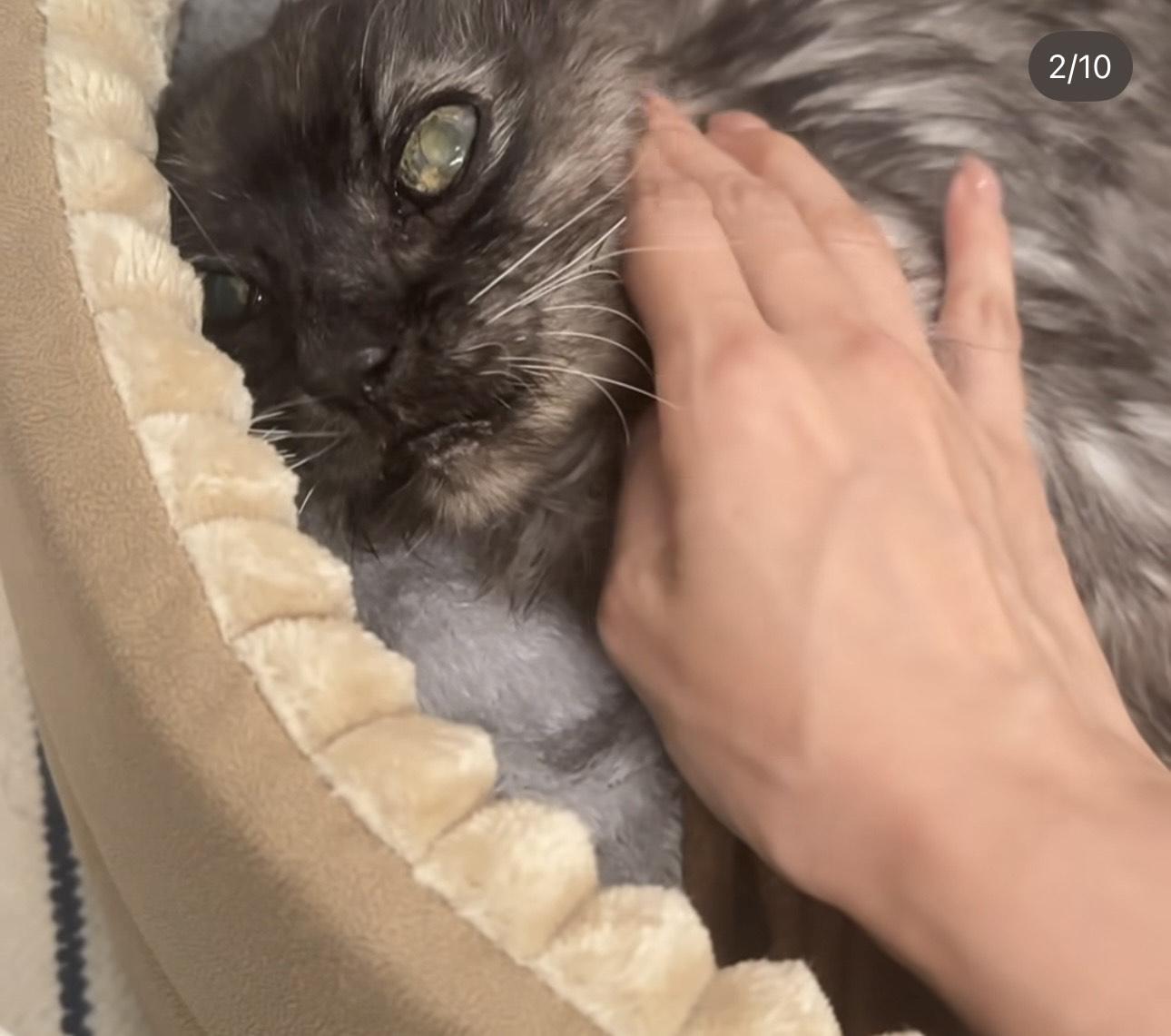 傅嘉莉家中另一隻23歲高齡的愛貓BeBe,發現脾臟有腫瘤。