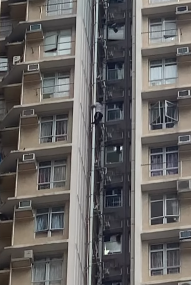 上水一名男子周六(3日)化身「蜘蛛俠」,在清河邨清譽樓的外牆水管爬上爬落,更身手敏捷大玩「高空飛躍」,跳去相隔3米闊的另一邊水管,險象橫生嚇煞街坊。(清河邨 & 祥龍圍邨fb)