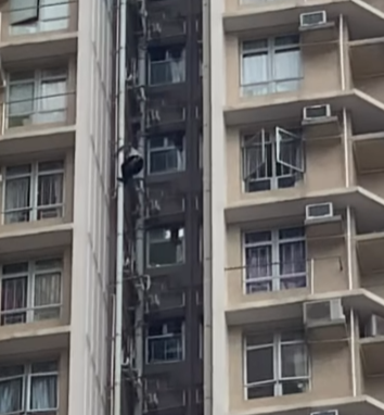 上水一名男子周六(3日)化身「蜘蛛俠」,在清河邨清譽樓的外牆水管爬上爬落,更身手敏捷大玩「高空飛躍」,跳去相隔3米闊的另一邊水管,險象橫生嚇煞街坊。(清河邨 & 祥龍圍邨fb)