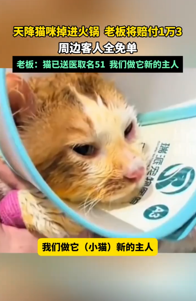 事發後,店家積極賠付客人損失幾萬元人民幣,還將肇事的貓咪送往寵物醫院醫治,受到網民點讚。