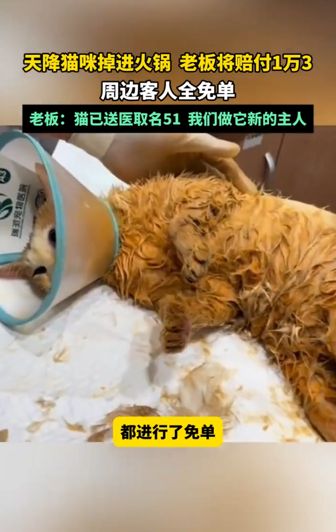 事發後,店家積極賠付客人損失幾萬元人民幣,還將肇事的貓咪送往寵物醫院醫治,受到網民點讚。