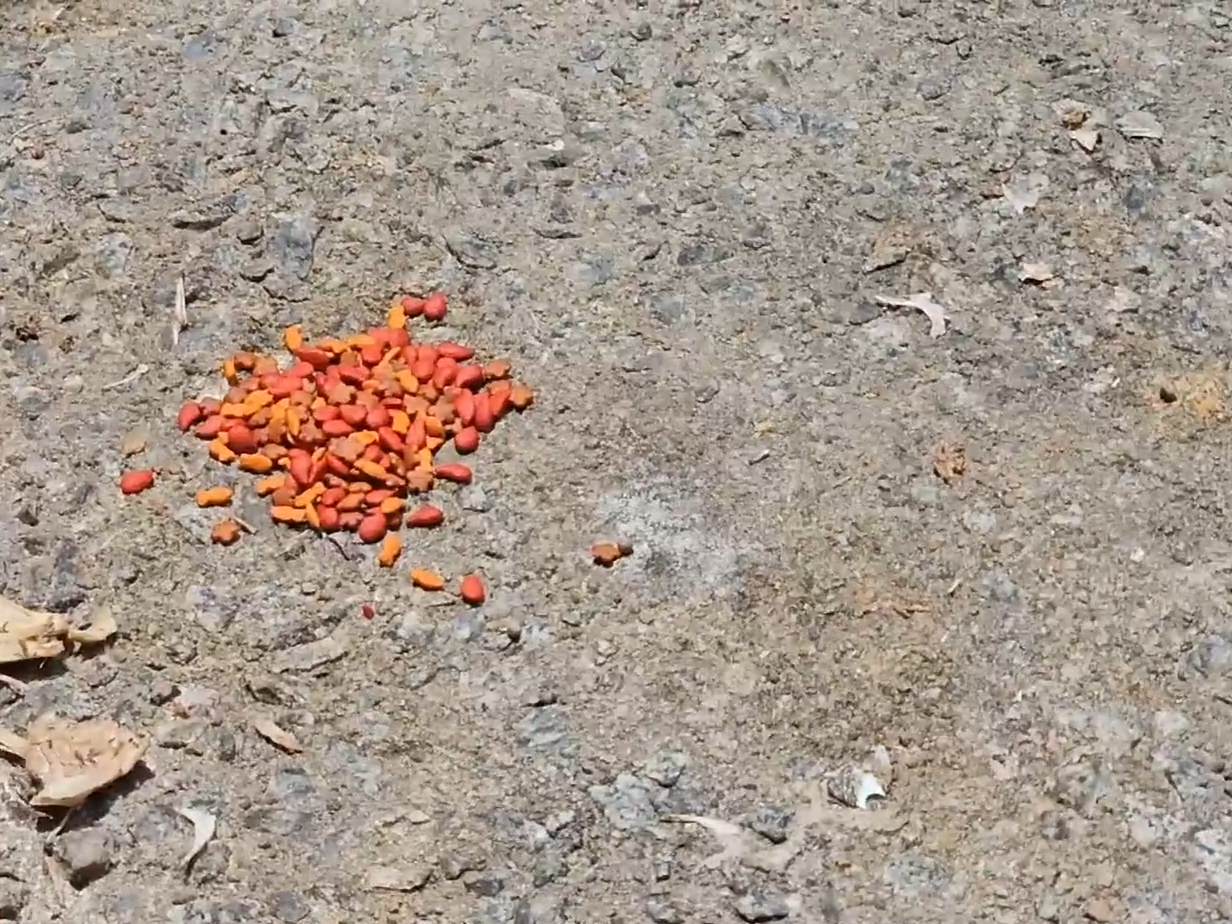 女村民表示如常餵貓時驚見只剩貓頭及前肢。(有線新聞截圖)