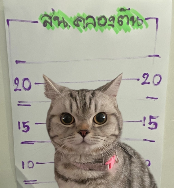 貓貓被列為疑犯,一臉不服氣。(互聯網)