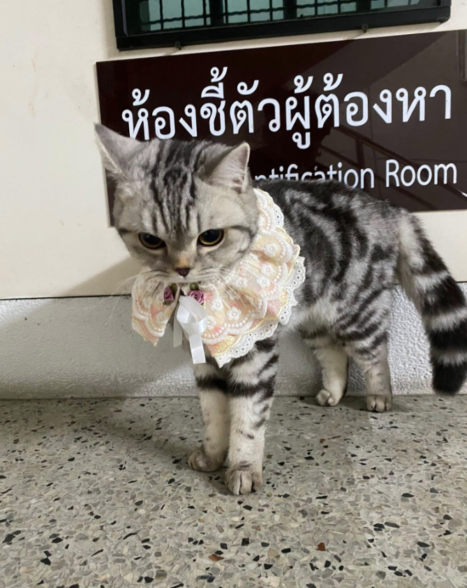 貓貓被列為疑犯,一臉不服氣。(互聯網)