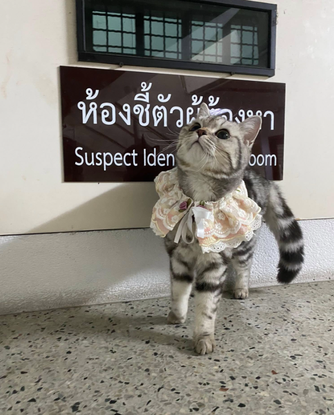 貓貓被列為疑犯。(互聯網)