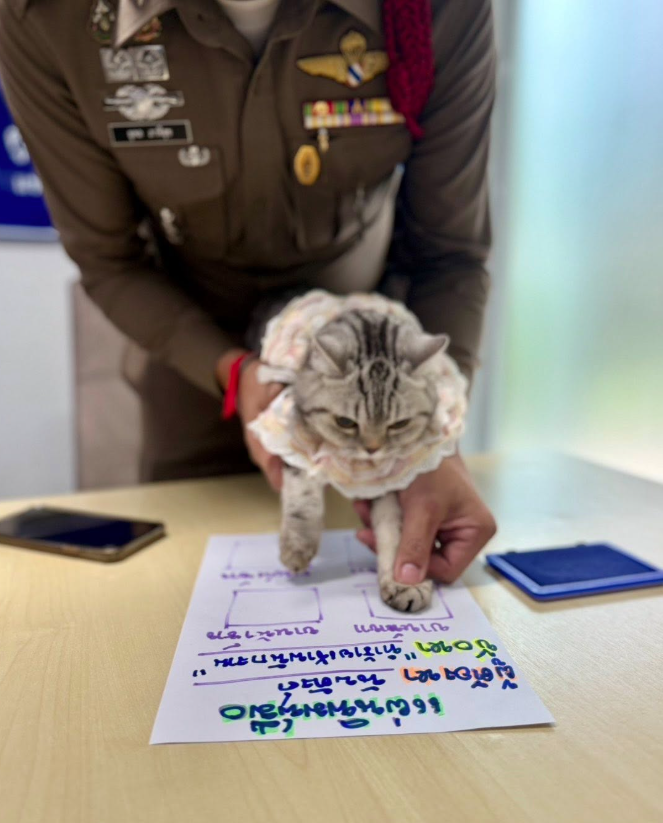 貓貓打指模。(互聯網)