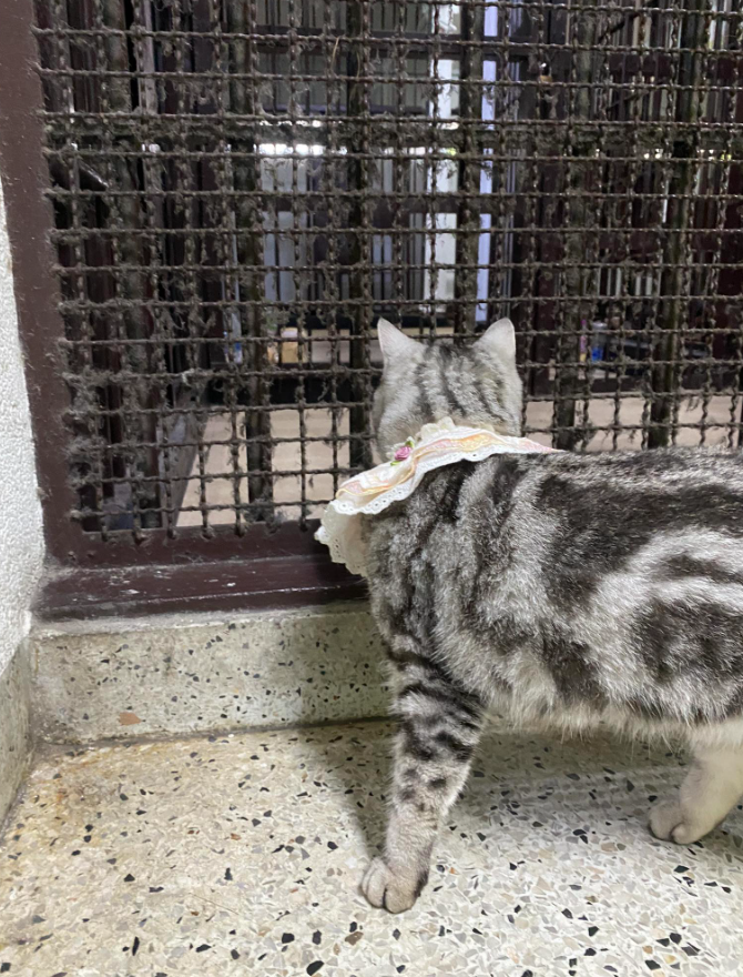 貓貓犯人一度被關柙。(互聯網)