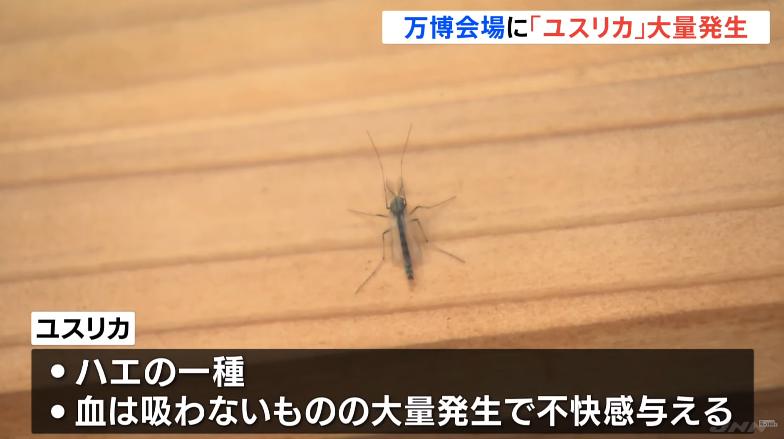 大阪世博會場出現大量蚊蟲,尤其是以「搖蚊(ユスリカ)」為主
