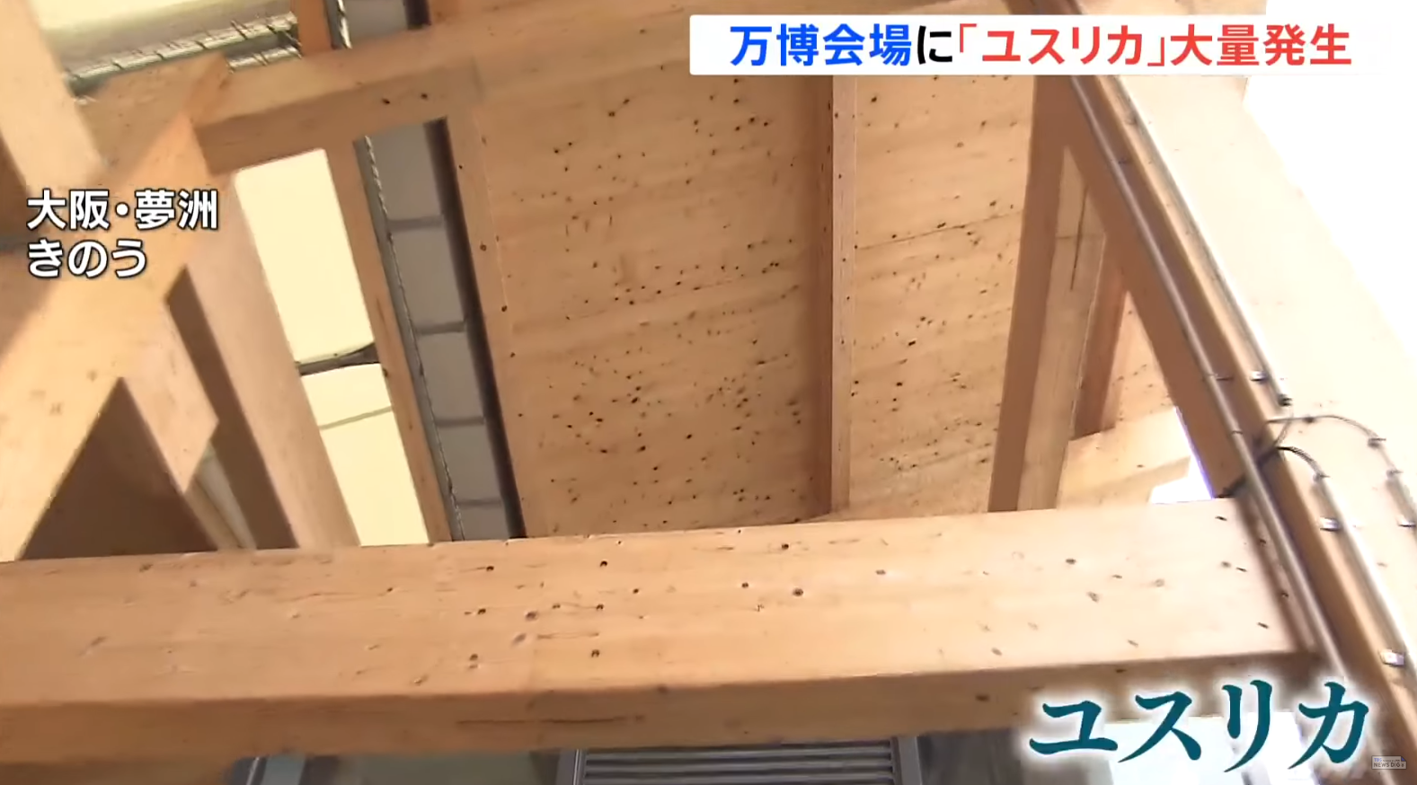 大阪世博會場出現大量蚊蟲,尤其是以「搖蚊(ユスリカ)」為主