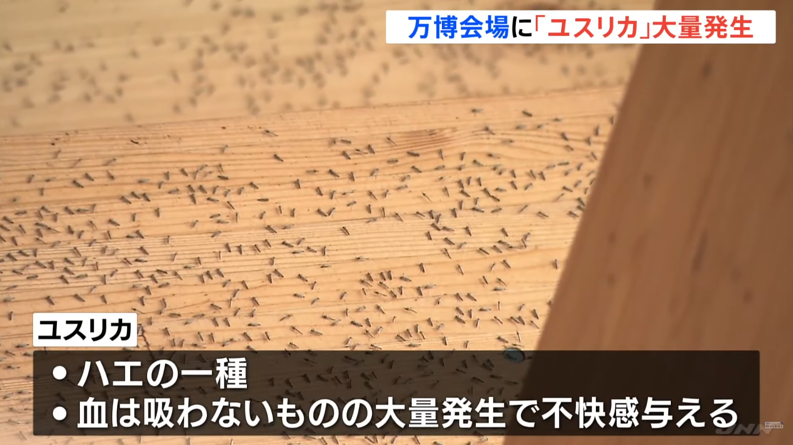 大阪世博會場出現大量蚊蟲,尤其是以「搖蚊(ユスリカ)」為主