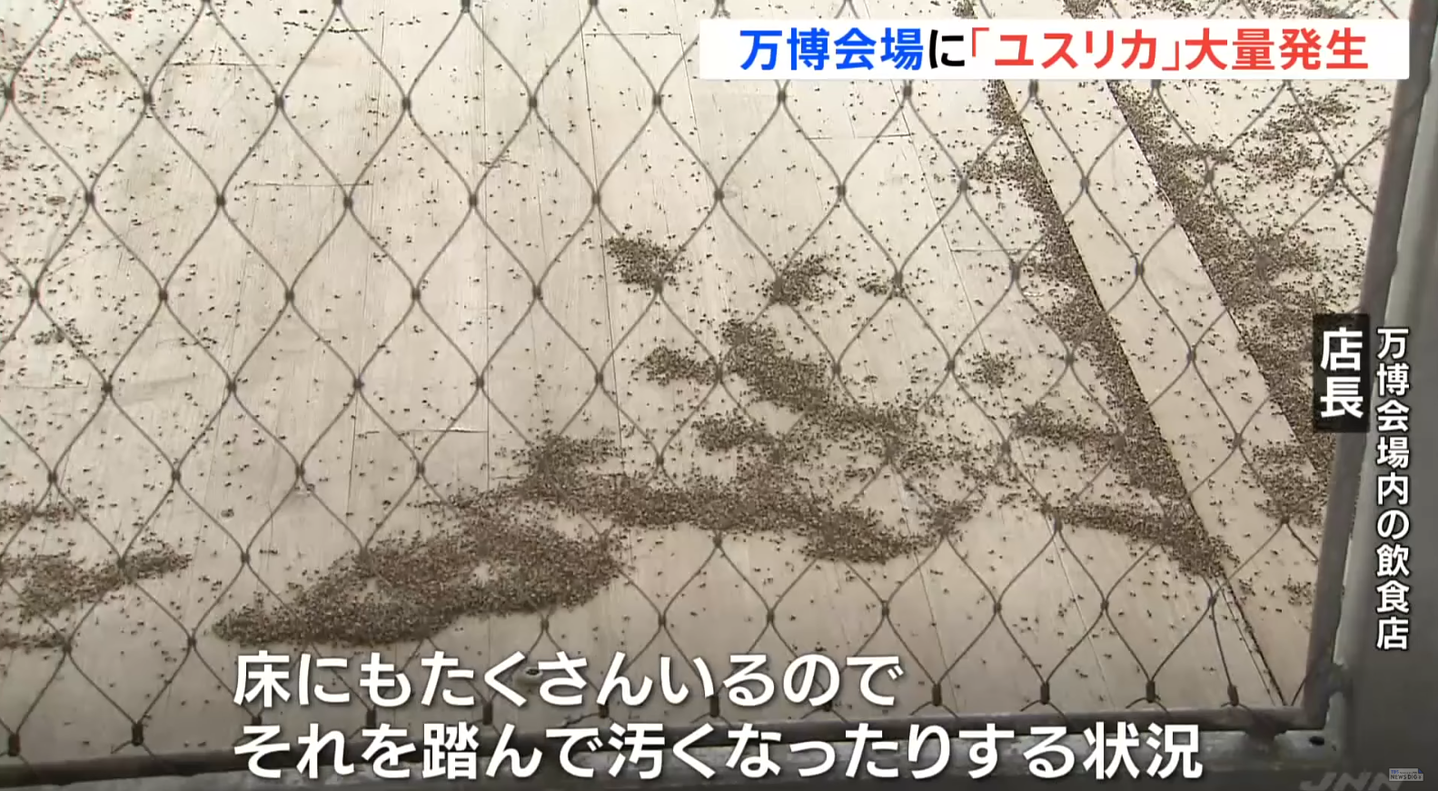 大阪世博會場出現大量蚊蟲,尤其是以「搖蚊(ユスリカ)」為主