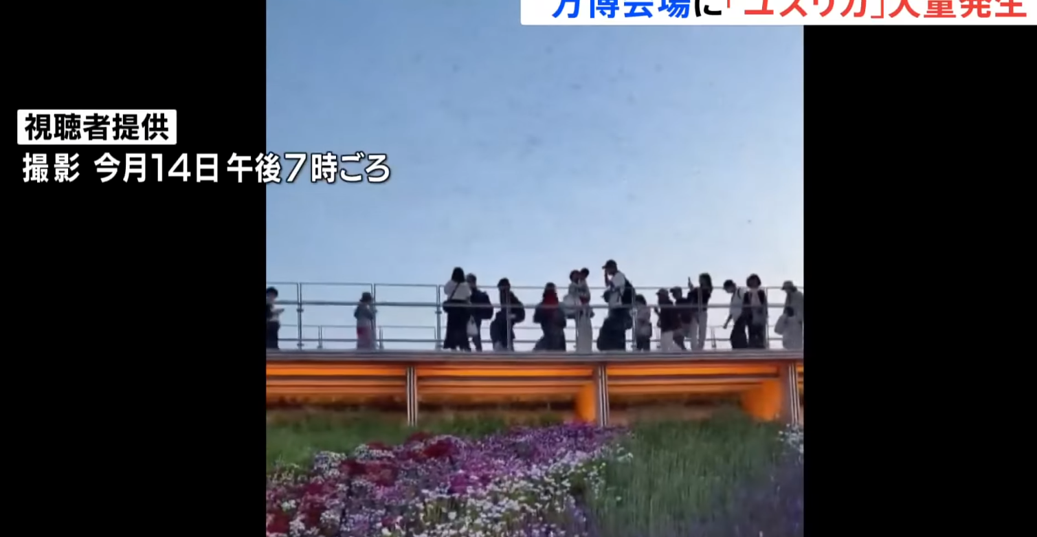 大阪世博會場出現大量蚊蟲,尤其是以「搖蚊(ユスリカ)」為主