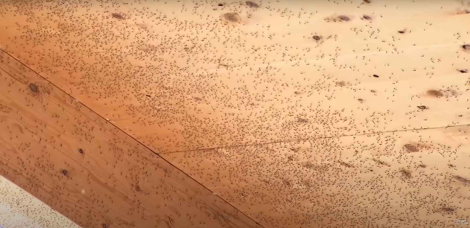 大阪世博會場出現大量蚊蟲,尤其是以「搖蚊(ユスリカ)」為主