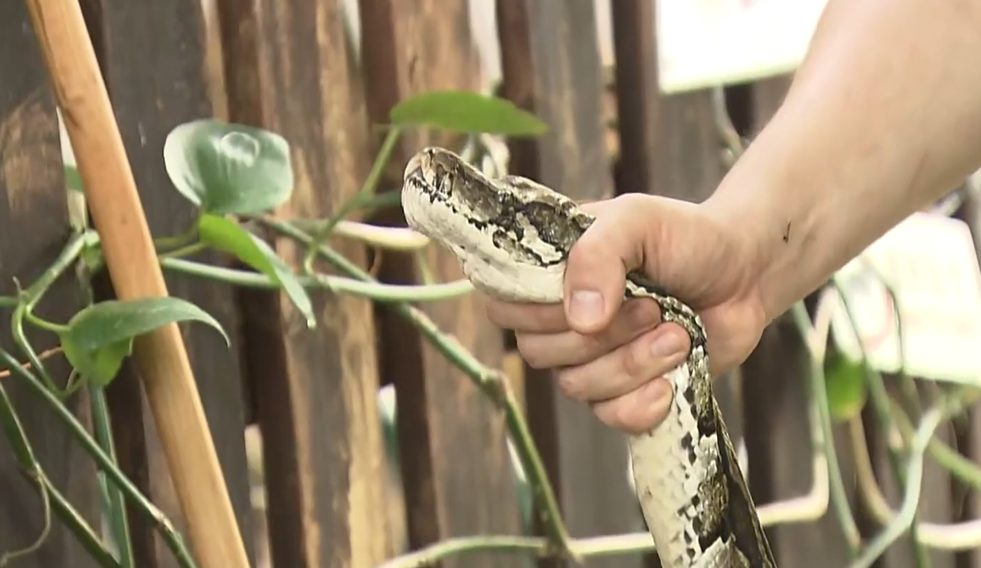 大埔村屋驚現2.5米蟒蛇吞噬流浪貓,被蛇王生擒時吐出貓屍(Now新聞截圖)