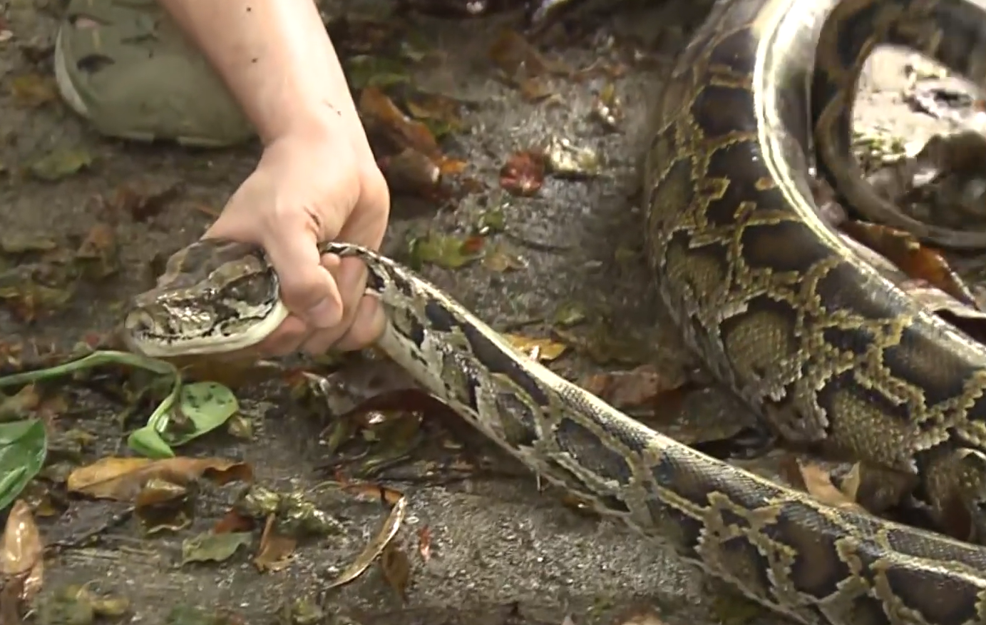 大埔村屋驚現2.5米蟒蛇吞噬流浪貓,被蛇王生擒時吐出貓屍(Now新聞截圖)