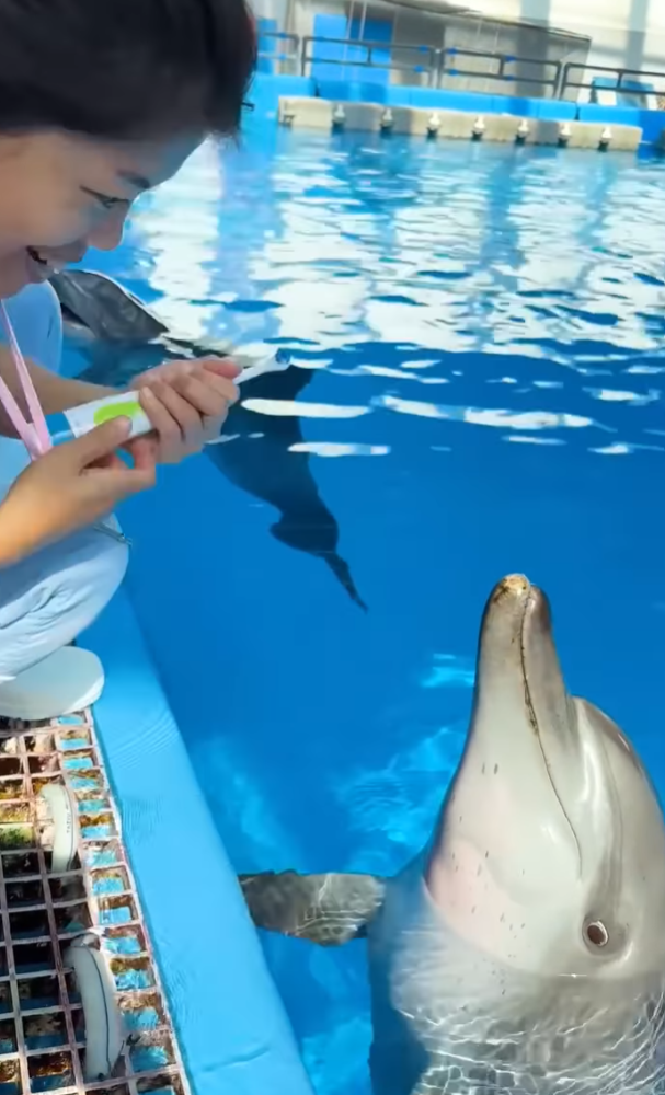 海洋公園印度太平洋樽鼻海豚Rita病逝。海洋公園影片截圖