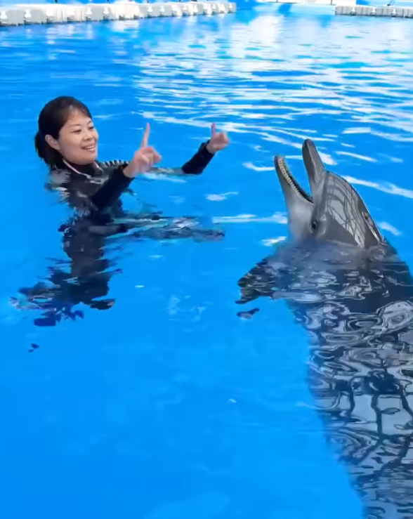 海洋公園印度太平洋樽鼻海豚Rita病逝。海洋公園影片截圖