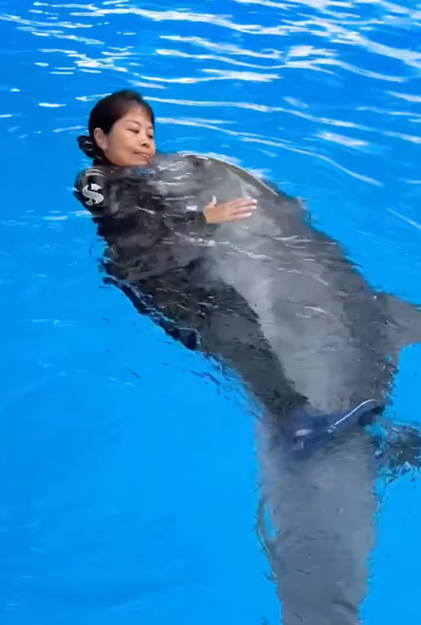 海洋公園印度太平洋樽鼻海豚Rita病逝。海洋公園影片截圖